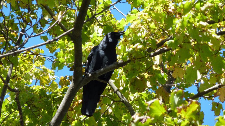Photo (12): Fish Crow