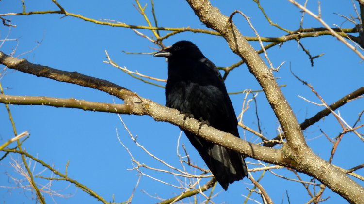 Photo (17): Fish Crow