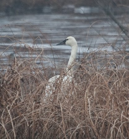 Photo (16): Tundra Swan