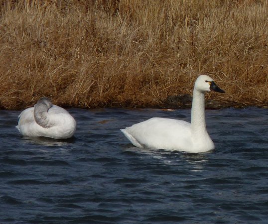 Photo (12): Tundra Swan