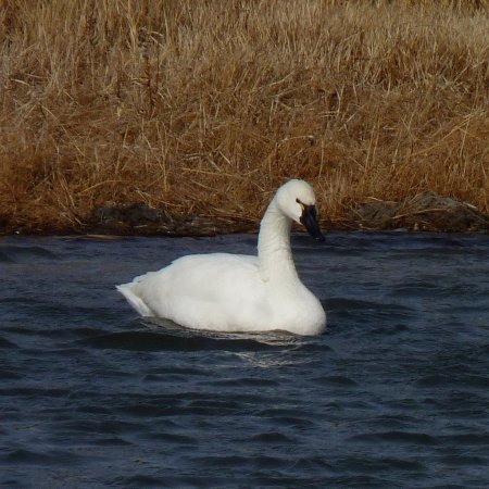 Photo (18): Tundra Swan