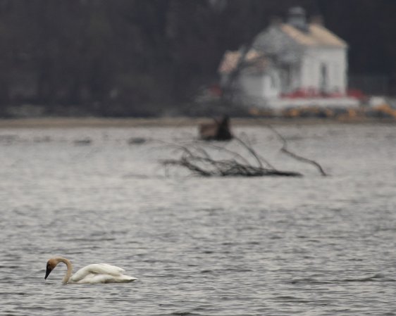 Photo (19): Tundra Swan