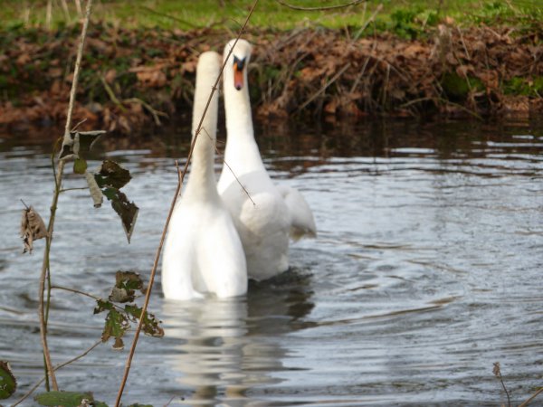 Photo (15): Mute Swan