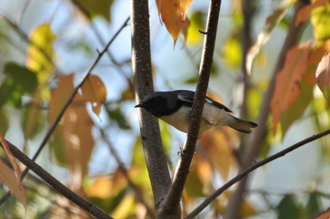Photo (15): Black-throated Blue Warbler