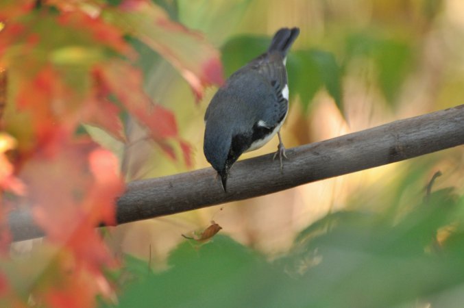 Photo (20): Black-throated Blue Warbler