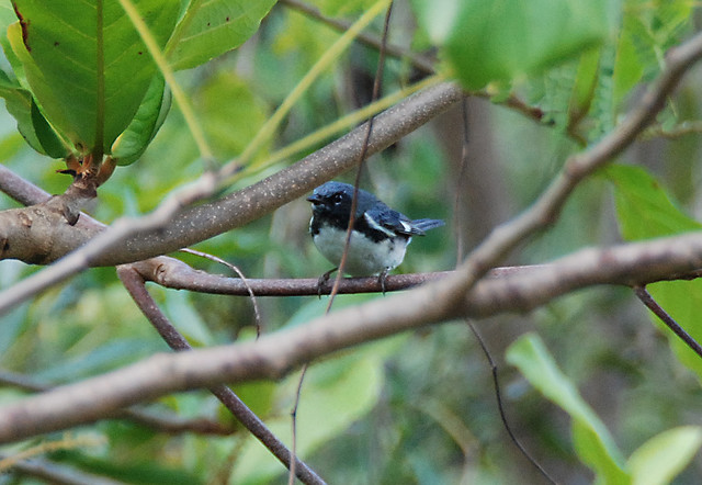 Photo (13): Black-throated Blue Warbler