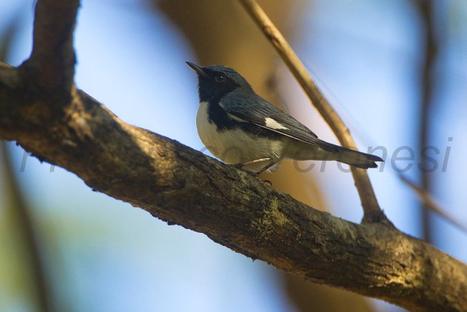 Photo (1): Black-throated Blue Warbler