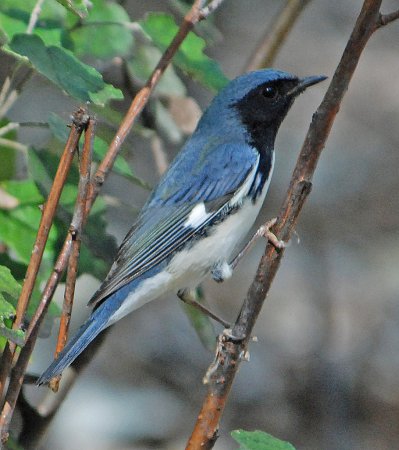 Photo (8): Black-throated Blue Warbler