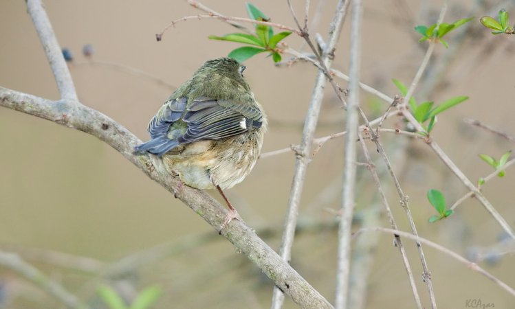 Photo (9): Black-throated Blue Warbler
