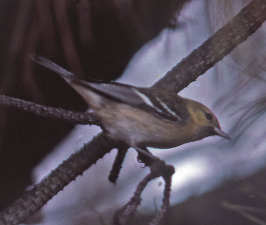 Photo (10): Bay-breasted Warbler