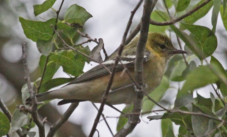 Photo (9): Bay-breasted Warbler
