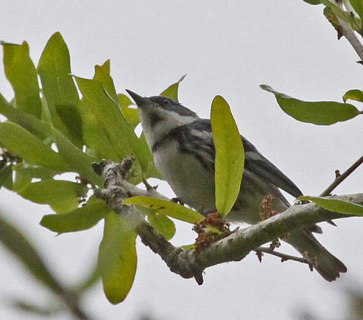 Photo (15): Cerulean Warbler