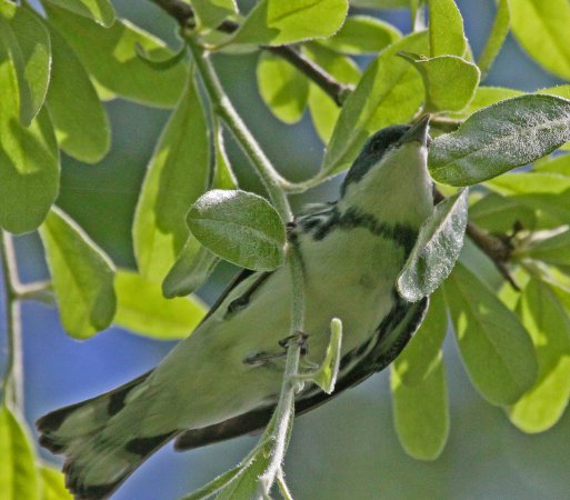 Photo (7): Cerulean Warbler