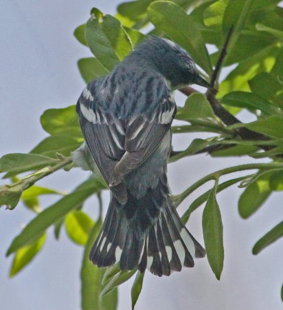 Photo (13): Cerulean Warbler