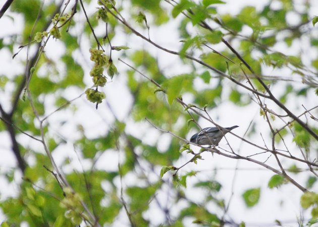Photo (14): Cerulean Warbler