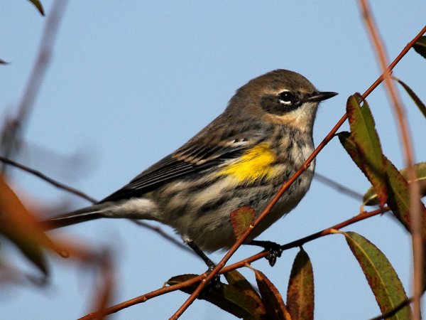 Photo (24): Yellow-rumped Warbler