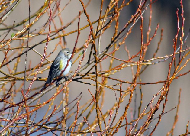 Photo (23): Yellow-rumped Warbler