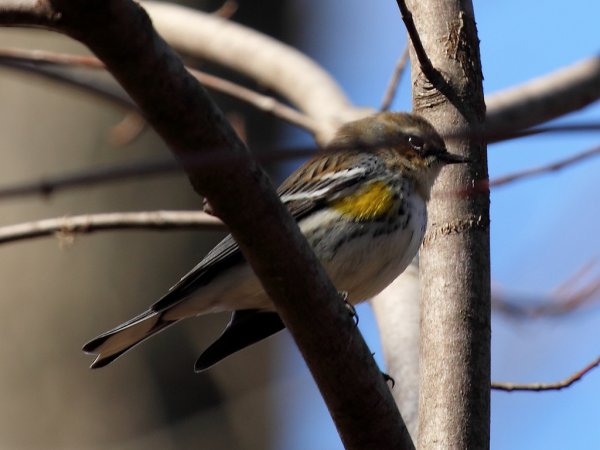Photo (22): Yellow-rumped Warbler