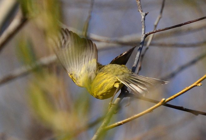 Photo (16): Prairie Warbler