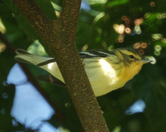 Photo (2): Blackburnian Warbler