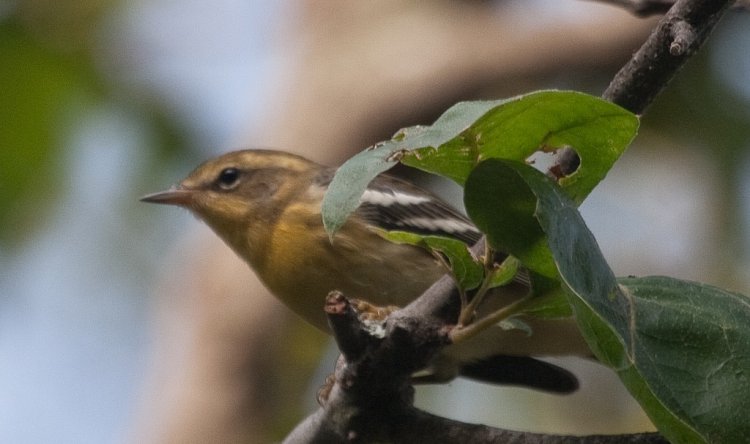 Photo (6): Blackburnian Warbler