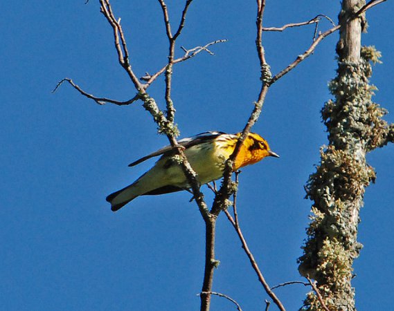 Photo (13): Blackburnian Warbler