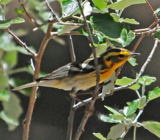 Photo (16): Blackburnian Warbler
