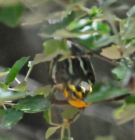 Photo (15): Blackburnian Warbler