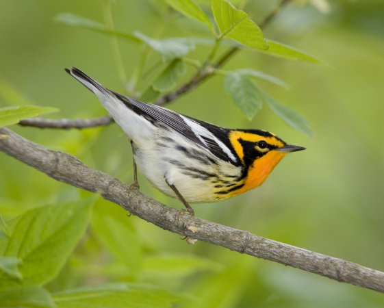 Photo (1): Blackburnian Warbler