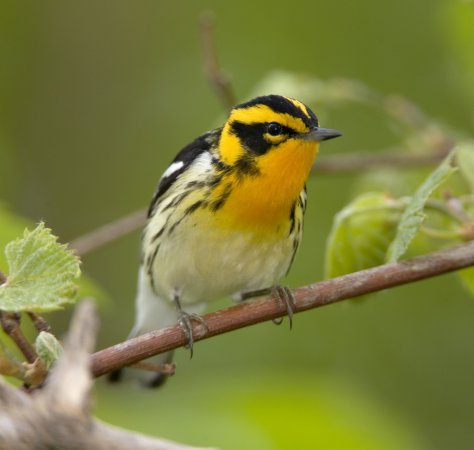 Photo (3): Blackburnian Warbler