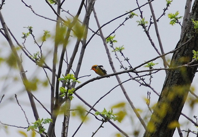 Photo (18): Blackburnian Warbler