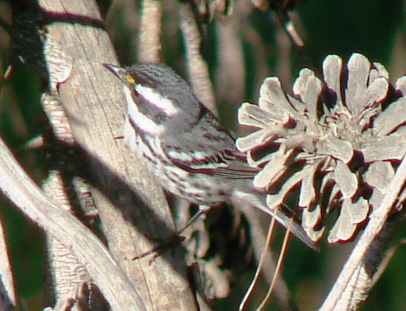 Photo (18): Black-throated Gray Warbler