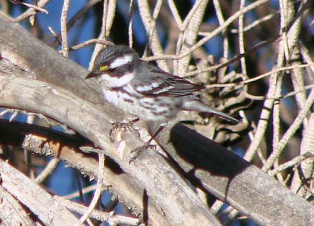 Photo (20): Black-throated Gray Warbler
