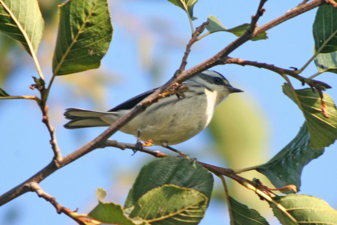 Photo (17): Black-throated Gray Warbler