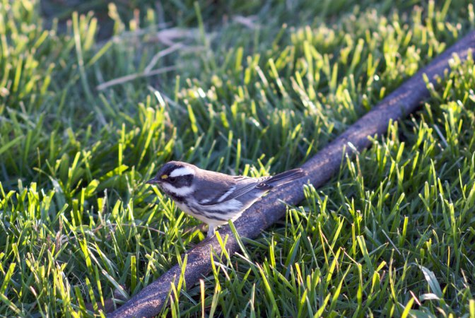 Photo (13): Black-throated Gray Warbler