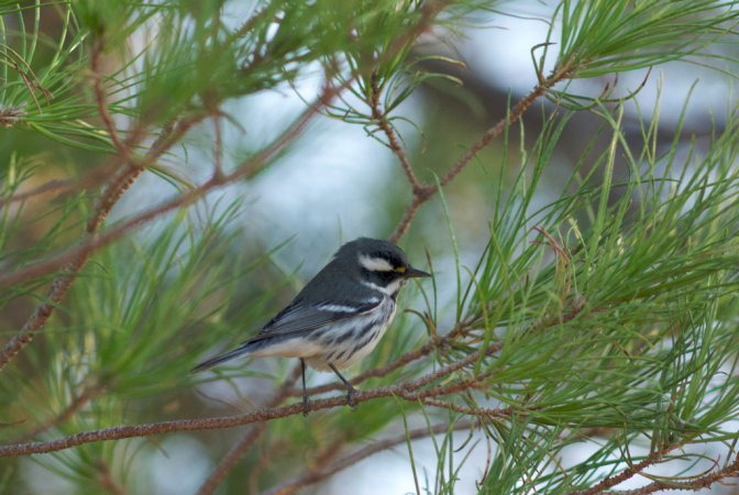 Photo (19): Black-throated Gray Warbler
