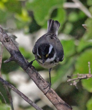 Photo (16): Black-throated Gray Warbler
