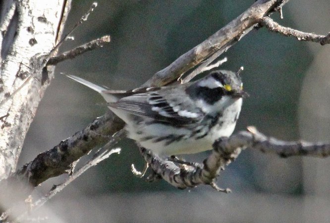 Photo (15): Black-throated Gray Warbler