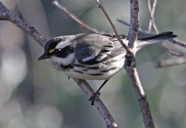 Photo (14): Black-throated Gray Warbler