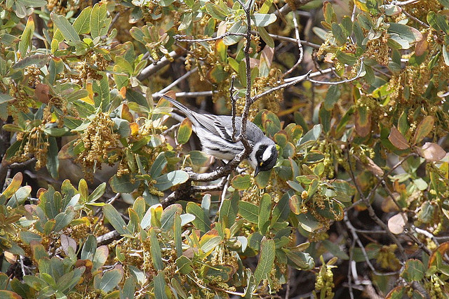 Photo (12): Black-throated Gray Warbler
