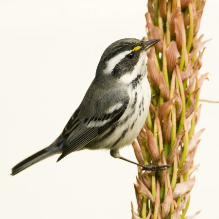 Photo (2): Black-throated Gray Warbler