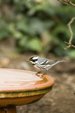 Photo (11): Black-throated Gray Warbler