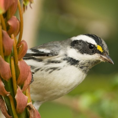 Photo (5): Black-throated Gray Warbler