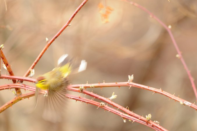 Photo (19): Palm Warbler