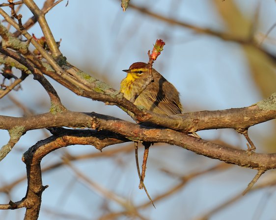 Photo (18): Palm Warbler