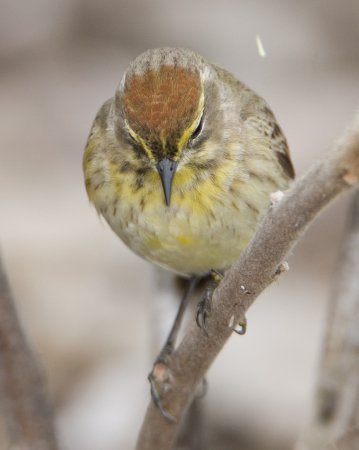 Photo (11): Palm Warbler