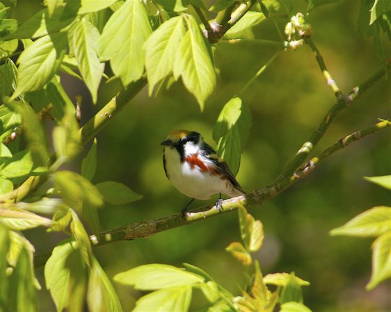 Photo (14): Chestnut-sided Warbler