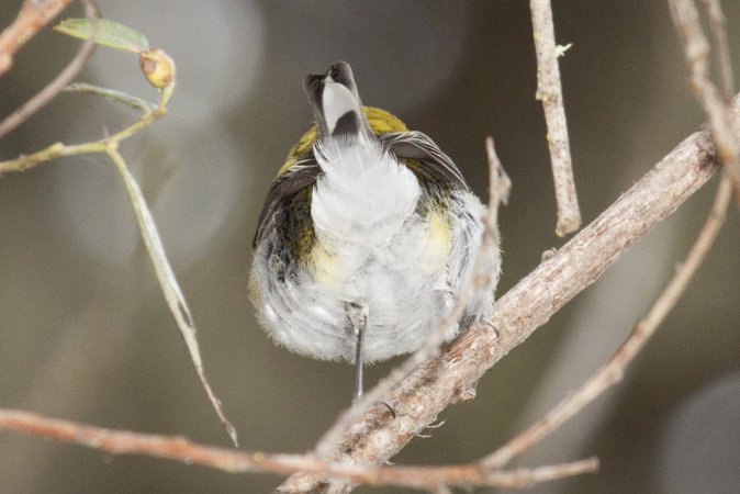 Photo (7): Chestnut-sided Warbler