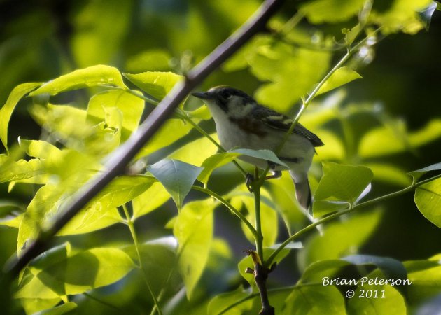 Photo (13): Chestnut-sided Warbler