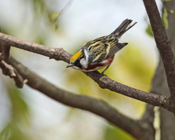 Photo (6): Chestnut-sided Warbler